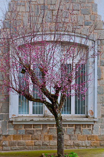 杏树花季节房子植物学住宅植物窗户建筑装饰路面历史性图片