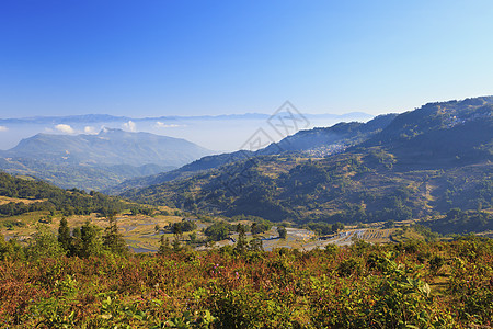 秋天大米梯田景观图片