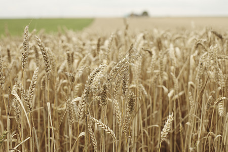 田地上小麦特写农村国家面包农业晴天粮食农场种子植物稻草图片