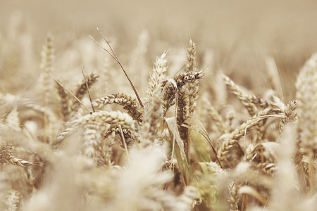 田地上小麦特写谷物生长农村植物农业稻草季节蓝色农场农田图片