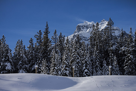 冬季雪蓝色松树山脉国家环境树木公园森林顶峰旅行图片