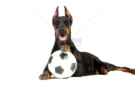 白色背景有球球的大多伯曼狗动物棕色足球运动犬类训练娱乐喜悦小狗分数图片