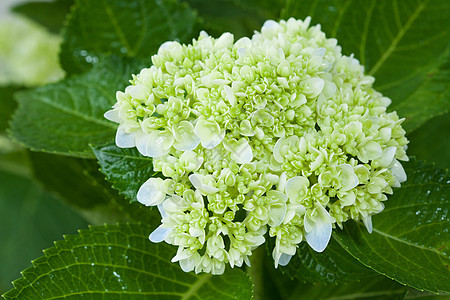 美丽的短朵花玫瑰花束场地生长花坛植物花店园艺郁金香明信片图片