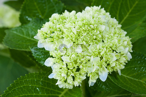 美丽的短朵花玫瑰花束场地生长花坛植物花店园艺郁金香明信片图片