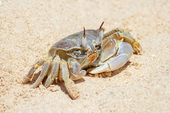 沙地背景的海洋螃蟹热带阳光生活爪子眼睛脆皮甲壳假期海鲜动物图片