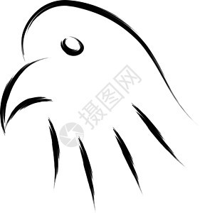 鹰头白色艺术绘画荒野眼睛野生动物动物草图黑色插图图片