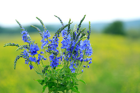 蓝野花花朵花头生态环境花束野花场地植物绿色野生动物图片