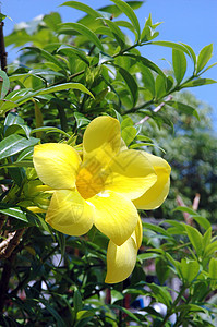 美丽的黄花叶子橙子花瓣植物群园艺花园生长花粉弹簧植物学图片