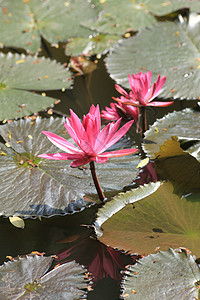 粉色莲花直立生长热带美德旋转叶子核桃属池塘花园宗教花瓣植物群图片