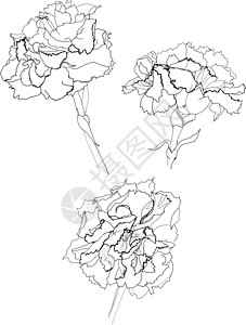 捷克克朗野生动物植物学植物黑色雕刻草图艺术蚀刻插图墨水图片