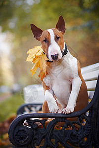 红斗牛犬坐在板凳上友谊英语猎犬乐趣落叶宠物血统智力快乐公园图片