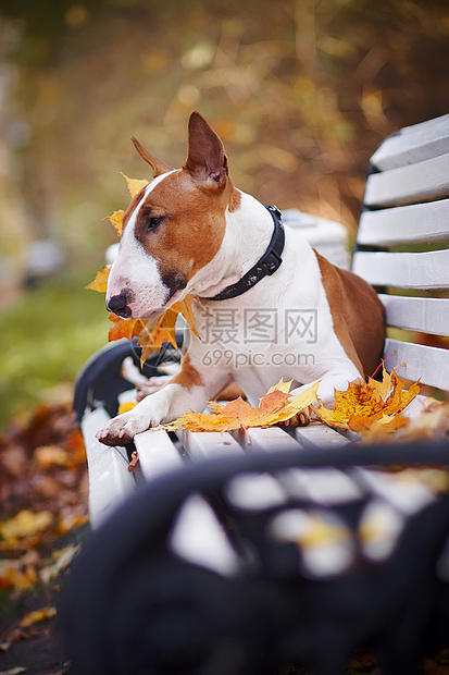 红公牛大帝座在长椅上小狗乐趣落叶犬类男性友谊朋友微笑猎犬毛皮图片