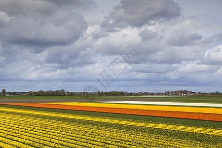 荷兰北部的郁金树田图片