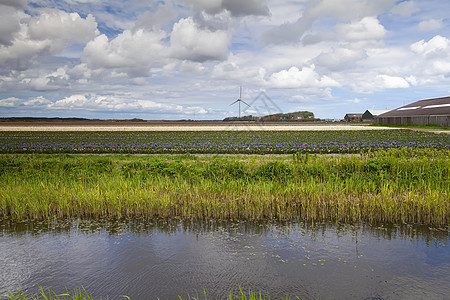 荷兰郁金农场图片