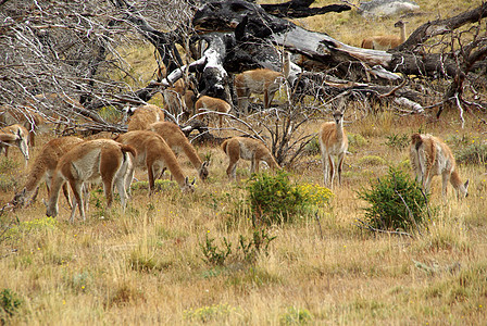 智利的Guanacos大草原哺乳动物野生动物木头骆驼动物群动物森林荒野空地图片