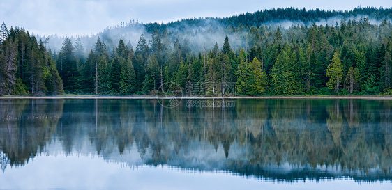 湖雾林的完美反射图片
