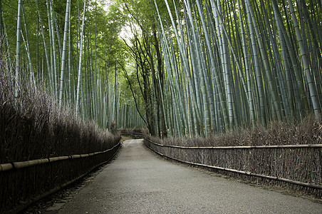 日本京都阿拉希山的竹木林生态情调生长寺庙旅游文化游客小路木头森林图片