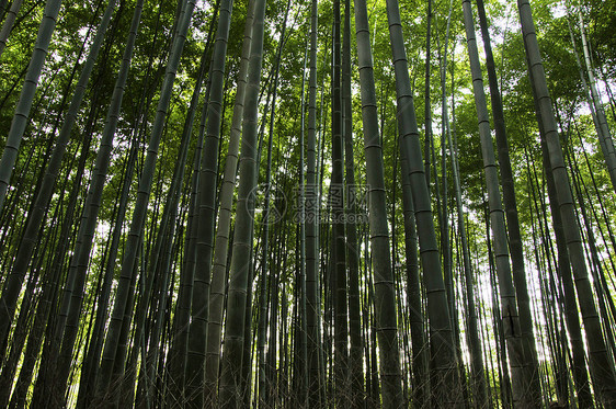 绿竹林吸引力地标异国花园旅游小路木头森林生态观光图片