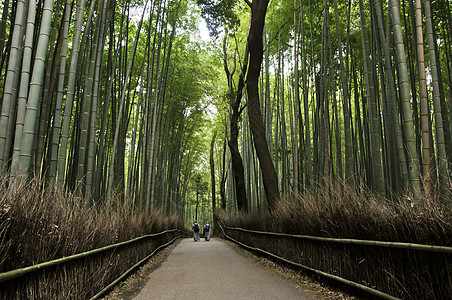 日本京都阿拉希山的竹木林树林情调森林植被旅游生长环境栅栏生态小路图片