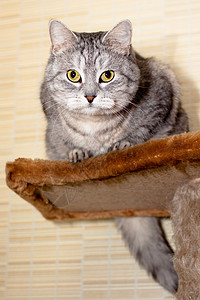 Crey 篮球猫灰色虎斑姿势阴影头发宠物棕色架子猫科动物图片