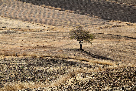 安达卢西亚山上的孤树图片