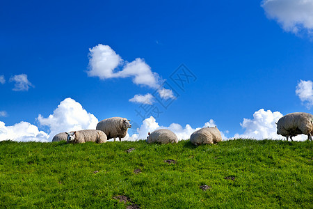 在蓝天上的青草上牧羊图片
