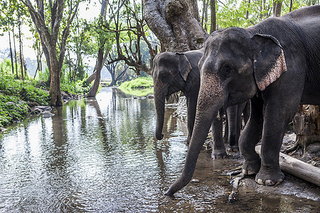 亚洲象绿色动物食草热带自由女性哺乳动物树叶野生动物森林图片