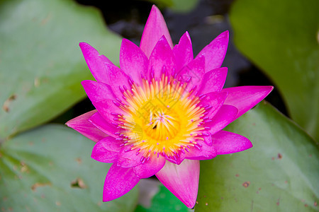 粉色莲花花园叶子宏观异国花瓣情调冥想植物群荒野水池图片