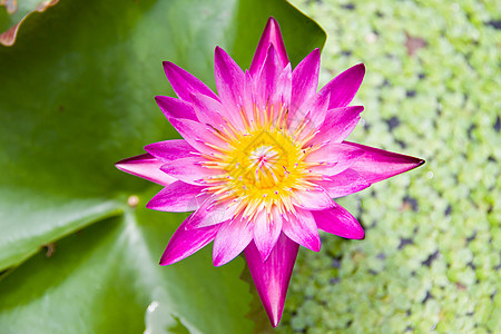 粉色莲花花园植物群宏观植物水池冥想美丽叶子百合公园图片