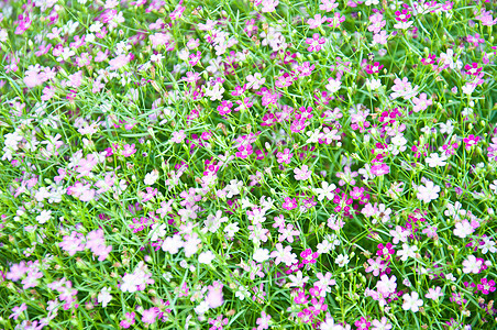 小紫花宏观背景叶子天气环境活力植物生态生活绿色图片