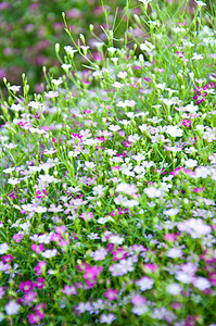 小紫花绿色天气生态叶子环境活力宏观植物背景生活图片