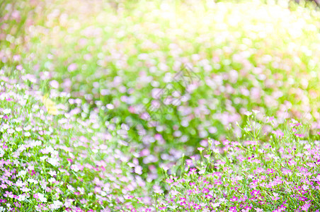 小紫花背景生态叶子宏观环境活力生活天气植物绿色图片