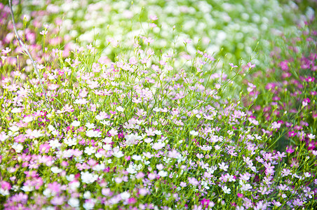 小紫花背景绿色活力叶子植物环境天气生活宏观生态图片