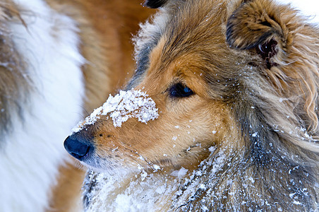 雪中科里狗团体季节小狗女性头发红色牧羊犬纯种狗宠物毛皮图片