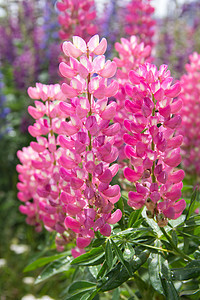 粉红色季节植物叶子阳光花园荒野生长树叶园艺植物学图片