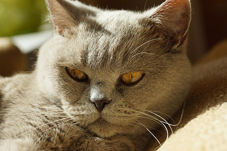 英国猫头发动物毛皮小猫爪子橙子蓝色胡须外套猫咪图片