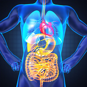 人类内脏射线摄影放射科胆量病人药品考试身体科学胰腺疾病手术图片