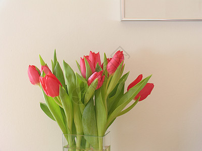 红色郁金香季节性水平花瓶植物群花朵季节框架装饰风格图片