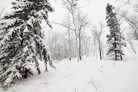 育空T加拿大的雪背山冬季足迹图片