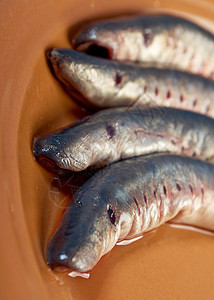 新鲜鱼灯七眼脊椎动物食物产品石鳗美味盘子笨蛋季节图片