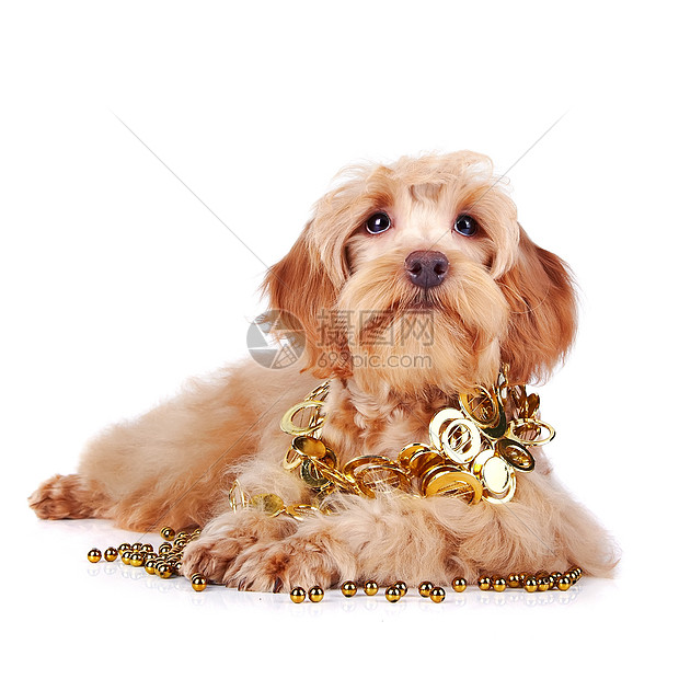 金首饰装饰的装饰性蜜蜂狗贵宾毛皮猎犬小狗乐趣朋友宠物友谊快乐哺乳动物图片
