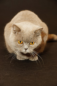 英国猫工作室头发外套猫咪蓝色爪子短发动物毛皮宠物图片