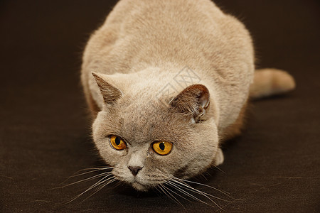 英国猫蓝色工作室警报爪子橙子动物小猫毛皮宠物英语图片
