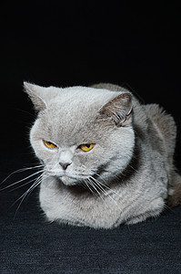 英国猫头发小猫毛皮猫咪胡须蓝色晶须橙子哺乳动物猫科图片