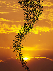 蝙蝠再次飞晒太阳晴天民众野生动物团体日落动物自由航班天空食虫图片