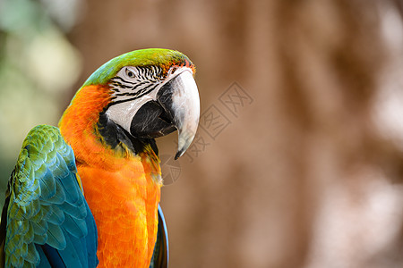 绿色和橙色麦角鸟图片
