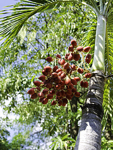 Ripe Betel 核酸图片