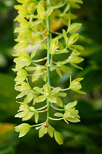 绿兰花花兰花展示热带女王礼物花束绿色植物学花瓣植物图片
