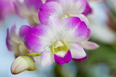 特写紫兰花绿色花束粉色热带紫色植物礼物植物学展示女王图片