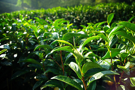 山上种植茶树植物群植物旅行种植园爬坡药品农业环境农场热带图片